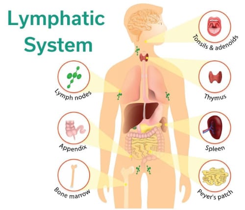 lymphatic system and its parts